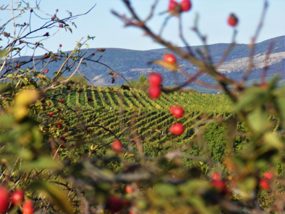 Tokaj Hill Panorama Guesthouse زيرينس المظهر الخارجي الصورة